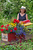 Frau bepflanzt Blumenkasten mit Männertreu, Zweizahn, Geranie (Pelargonium), Dahlie (Dahlia), Federgras und Zauberschnee, schwedischer Blütensommer