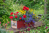 Schwedischer Blütensommer mit Männertreu, Zweizahn, Geranie (Pelargonium), Dahlie (Dahlia), Federgras und Zauberschnee im Blumenkasten