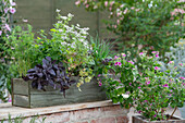 Kasten mit Duftkräutern mit rotem Basilikum, Dill, Minze, Kerbel, Strauchbasilikum 'African Blue', Schnittlauch und  Duftgeranie (Pelargonium crispum) im Topf