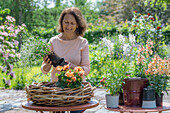 Frau bepflanzt Blumenschale mit Löwenmäulchen (Antirrhinum Majus), Zauberschnee, Begonie (Begonia), Prachtkerze (Gaura), Wandelröschen in Weidengeflecht auf Terrassentisch