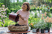 Frau bepflanzt Blumenschale mit Löwenmäulchen (Antirrhinum Majus), Zauberschnee, Begonie (Begonia), Prachtkerze (Gaura), Wandelröschen in Weidengeflecht auf Terrassentisch