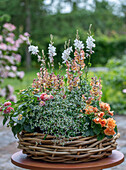 Blumenschale mit Löwenmäulchen (Antirrhinum Majus), Zauberschnee, Begonie (Begonia), Prachtkerze (Gaura), Wandelröschen in Weidengeflecht auf Terrassentisch