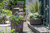  Cape daisy, magic bells, silver rain, feather grass, fan flower &#39;Trio Mio&#39; in pots on terrace  