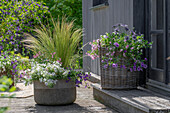  Cape daisy, magic bells, silver rain, feather grass, fan flower &#39;Trio Mio&#39; in pots on terrace  