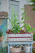 Selbstversorger Kasten mit Tomaten, Knoblauch, Roter Kopfsalat auf der Terrasse, Hochbeet