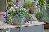  Cape daisy, magic bells &#39;Trio Mio&#39;, silver rain  