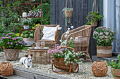  Boho style on the terrace Hydrangea, primrose, sweet alyssum, &#39;Pink Panther&#39; spurge, yarrow, silver rain, spurge &#39;Athene&#39; 
