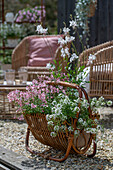  Boho style on terrace Candle, scented alyssum, fairy spurge &#39;Pink Panther&#39; 