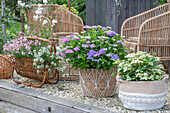 Boho style on patio, flower pots with Gaura, Lobularia maritima, 'Pink Panther' elfin spurge, hydrangea on gravel