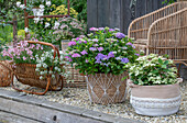  Boho style on the terrace, lily of the valley, &#39;Pink Panther&#39; hydrangea, &#39;Pink Panther&#39; hydrangea 