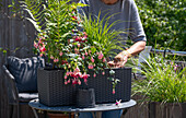 Einpflanzen von Fuchsien (Fuchsia), Farn und Gräser in Wasserspeicherkasten auf Balkontisch