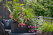 Fuchsien (Fuchsia), Farn und Gräser in Wasserspeicherkasten auf Balkontisch