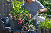 Gießen von Fuchsien (Fuchsia), Farn und Gräser in Wasserspeicherkasten auf Balkontisch
