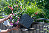 Wasserspeicherkasten mit Fuchsien (Fuchsia), Farn und Gräser wird an Balkongeländer befestigt