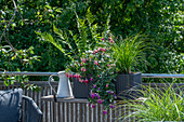 Wasserspeicherkasten mit Fuchsien (Fuchsia), Farn und Gräser auf Holzbrett neben Wasserkrug an Balkongeländer hängend