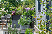 Töpfe und Selbstversorger Hochbeet mit Schnittlauch, Olivenkraut, Dill, Süsskartoffel (Ipomoea Batatas), Chili, Thymian, Basilikum, Zitronengras, Kerbel auf Terrasse