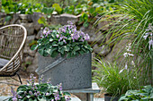 Alter Zinkeimer mit Blauer Zwergfunkie 'Blue Mouse Ears' (Hosta tokudama) auf der Terrasse