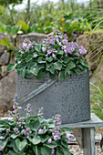 Alter Zinkeimer mit Blauer Zwergfunkie 'Blue Mouse Ears' (Hosta tokudama) auf der Terrasse