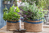 Korb mit Duftkräutern Thai-Basilikum, Bergminze, Pfefferoregano, Zitronenverbene (Calamintha nepeta) und Heilminze in Basttaschen