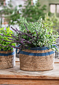 Korb mit Duftkräutern, Thai-Basilikum, Pfefferoregano, Zitronenverbene, Heilminze und Bergminze (Calamintha nepeta) in Basttasche
