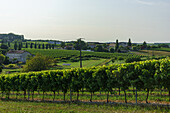 Weinreben im Cognac-Gebiet in Frankreich