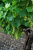 Weinreben im Cognac-Gebiet