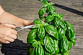 Harvesting fresh basil leaves