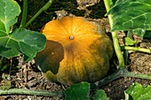 Reifender Muskatkürbis (Cucurbita moschata) im Gemüsebeet