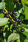 Lorbeerblätter und schwarze Beeren (Laurus nobilis)