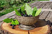 Lorbeerblätter (Laurus nobilis) und Beeren in antiker Messingschale auf Holztisch im Garten