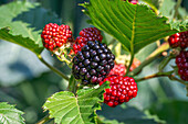 Reife und unreife Brombeeren (Rubus fruticosus) der Sorte 'Asterina'