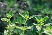 Majoran (Origanum majorana) mit frischen, grünen Blättern