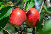 Reife rote Äpfel (Malus) der Sorte 'Gloster' am Baum