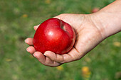 Roter 'Gloster'-Apfel (Malus) in Frauenhand