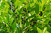 Echter Lorbeer (Laurus nobilis) mit reifen Beeren im Herbst