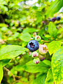 Reife und unreife Heidelbeeren am Strauch im Sommergarten