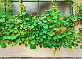 Kapuzinerkresse (Tropaeolum majus) an Hauswand