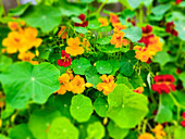 Kapuzinerkresse (Tropaeolum majus) mit orangefarbenen Blüten im Garten