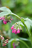 Beinwell (Symphytum officinale) 'Moulin Rouge' im Garten