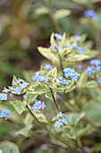 Blüte Kaukasus-Vergissmeinnicht (Brunnera macrophylla) 'Silver Heart', Portrait