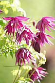 Clematis (Clematis macropetala) 'Purple Surprise' in voller Blüte