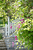 Clematis (Clematis viticella) 'Mme. Julia Correvon' im Sonnenlicht