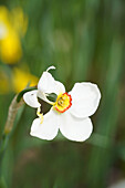 Dichternarzisse (Narcissus poeticus) mit Schneckenfraß