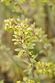 Blüte der Rouys Wolfsmilch (Euphorbia martinii) 'Ascott Rainbow', Portrait