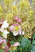 Blüte Rouys Wolfsmilch (Euphorbia martinii) 'Ascott Rainbow' und Christrose (Helleborus x glandorfensis) 'HGC Ice N' Roses Dark Picotee'