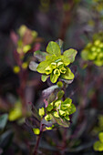 Rotblättrige Wolfsmilch (Euphorbia amygdaloides) 'Purpurea'