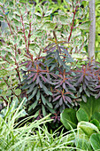 Süße Wolfsmilch (Euphorbia dulcis) 'Chameleon' im Garten