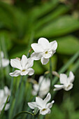 Blüte weisse Mini-Narzisse 'Xit' (Narcissus) im Frühlingsgarten