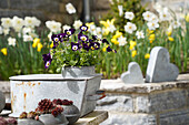 Zink-Gefäß mit bunten Hornveilchen (Viola Cornuta) im dekorierten Frühlingsgarten