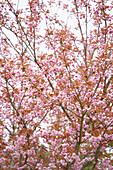 Japanische Nelkenkirsche (Prunus serrulata) 'Kanzan' in voller Blüte